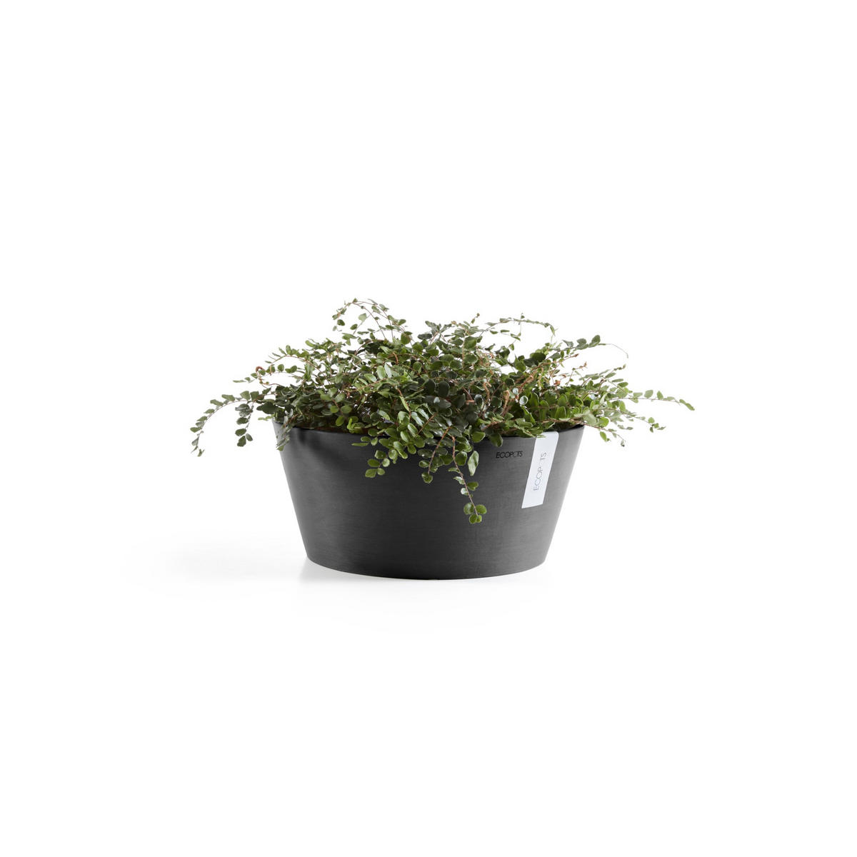 BLUMENTOPF Frankfurt 30,6/15,6 cm Dunkelgrau - Dunkelgrau, Kunststoff (30.6/15.6cm) - Ecopots