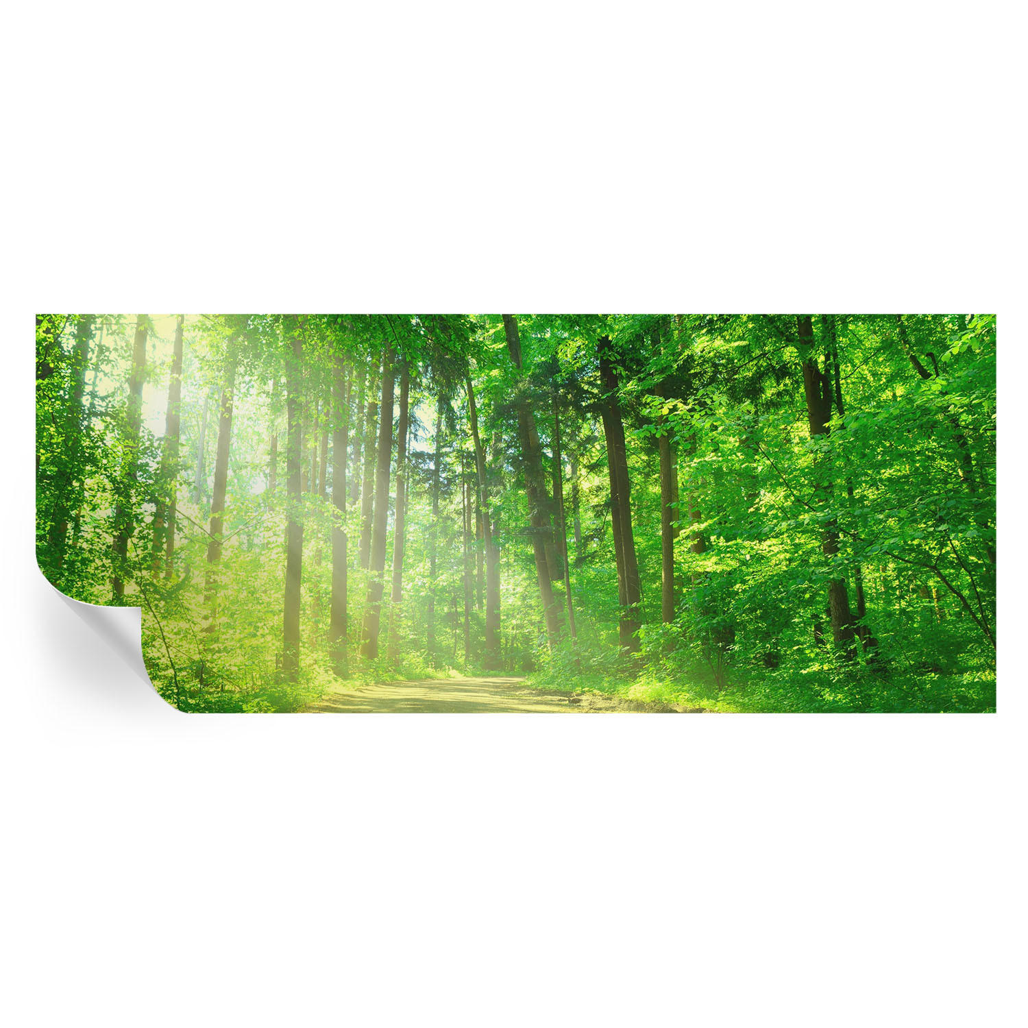 FOTOTAPETE 250x104 cm - Waldweg - Grün, Textil (250/104cm) - Wallfluent