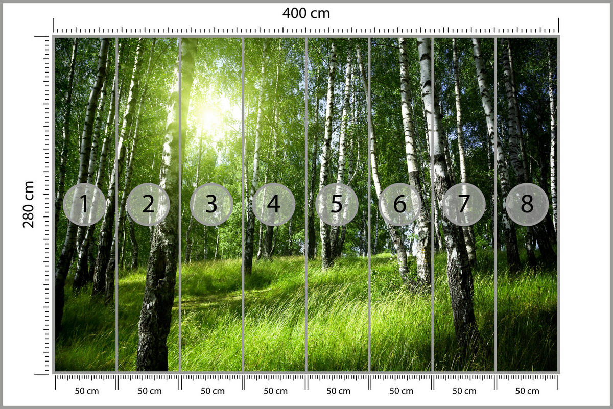 FOTOTAPETA Pre Obývaciu Izbu Zelený Brezový Les Tráva Slnko Príroda 400 x 280 cm - čierna/biela, papier (400/280cm) - Muralo
