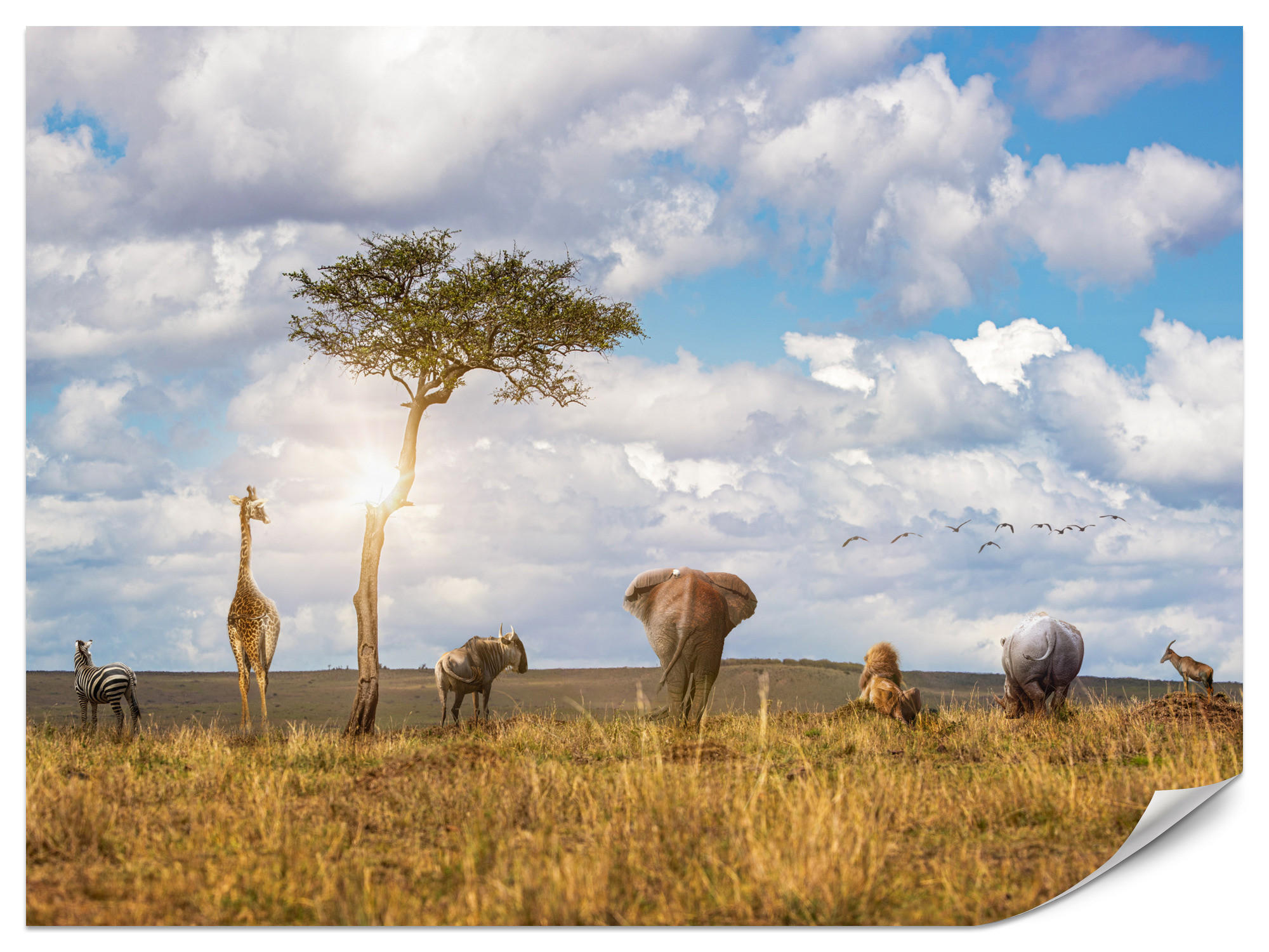 FOTOTAPETE für Kinderzimmer Safari Tiere Elefant Giraffe Löwe 300x210 - Beige/Braun, Papier (300/210cm) - Muralo