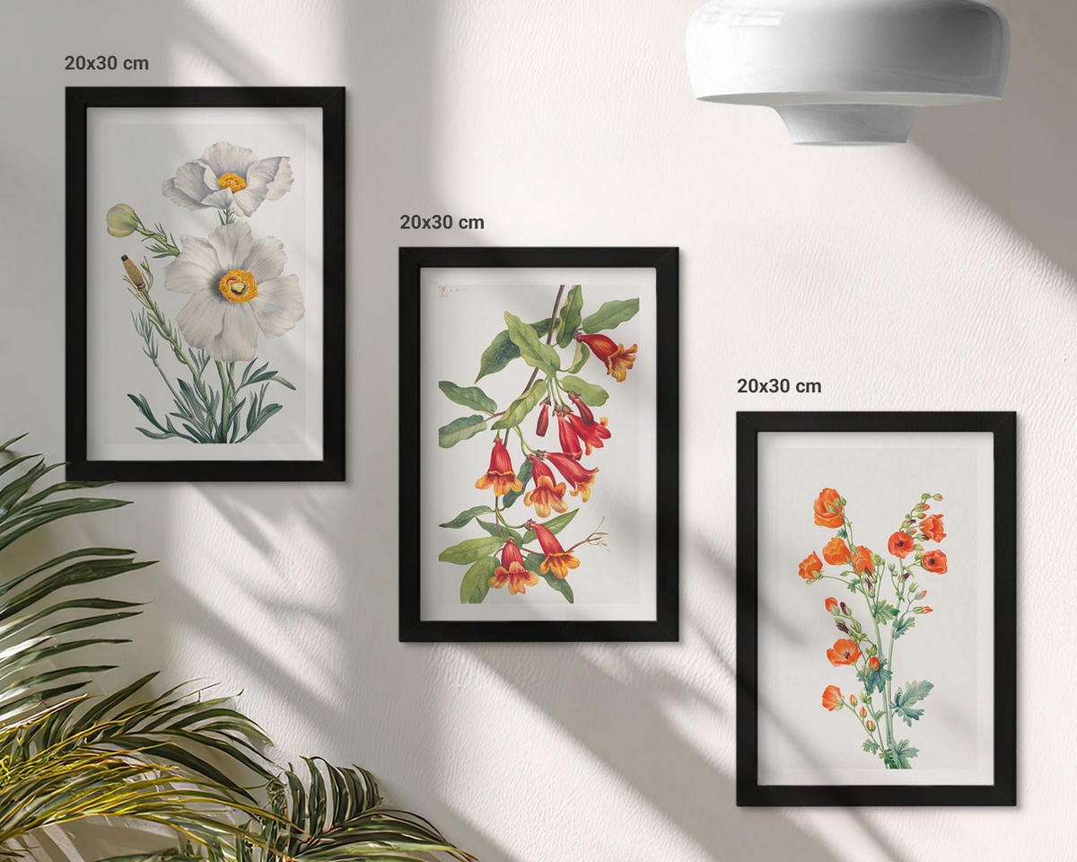 BILDER SET 3er Set - 20x30 cm Schwarzer Rahmen - Retro-Blumenarrangements - Schwarz, Kunststoff (20/30cm) - TULUP