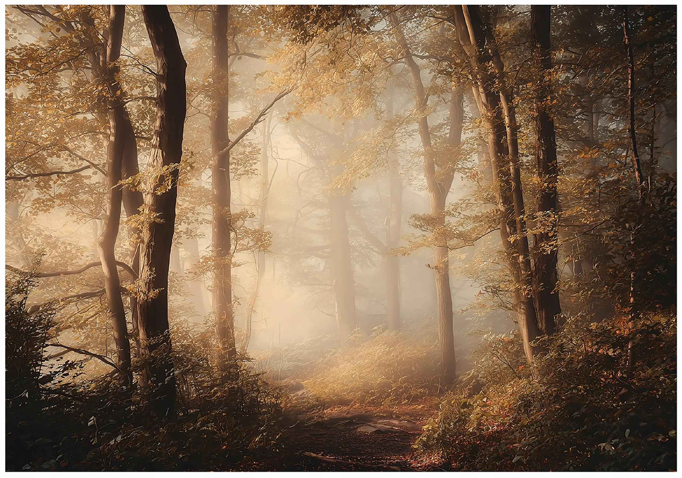 FOTOTAPETE Wald Bäume Braun 150x105 cm - Multicolor, Papier (150/105cm) - Wallarena