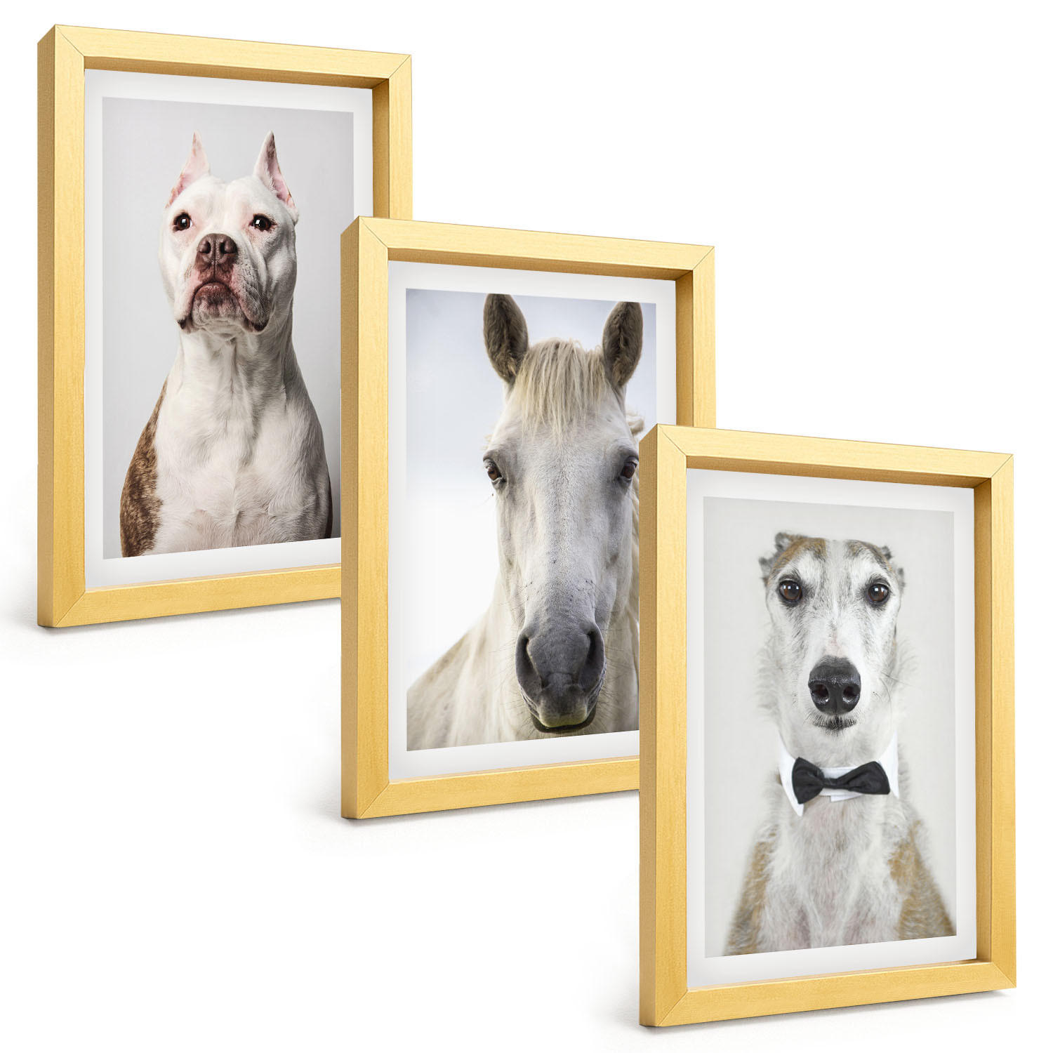 BILDER SET 3er Set - 20x30 cm Goldrahmen - Elegante Porträts von Hunden und Pferden - Goldfarben, Kunststoff (20/30cm) - TULUP