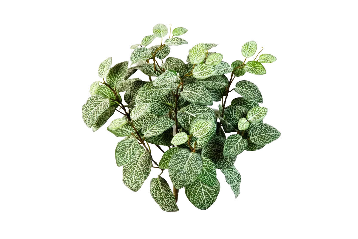 KUNSTPFLANZE Künstliche Fittonia - Fit - Grün, Kunststoff (40cm) - aplanta
