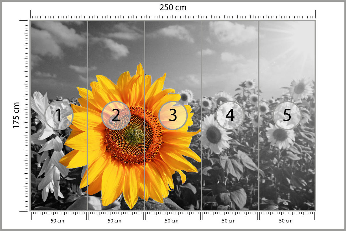 FOTOTAPETE für Küche Gelber Sonnenblume Schwarz-Weiß Hintergrund 250x175 - Gelb/Orange, Papier (250/175cm) - Muralo