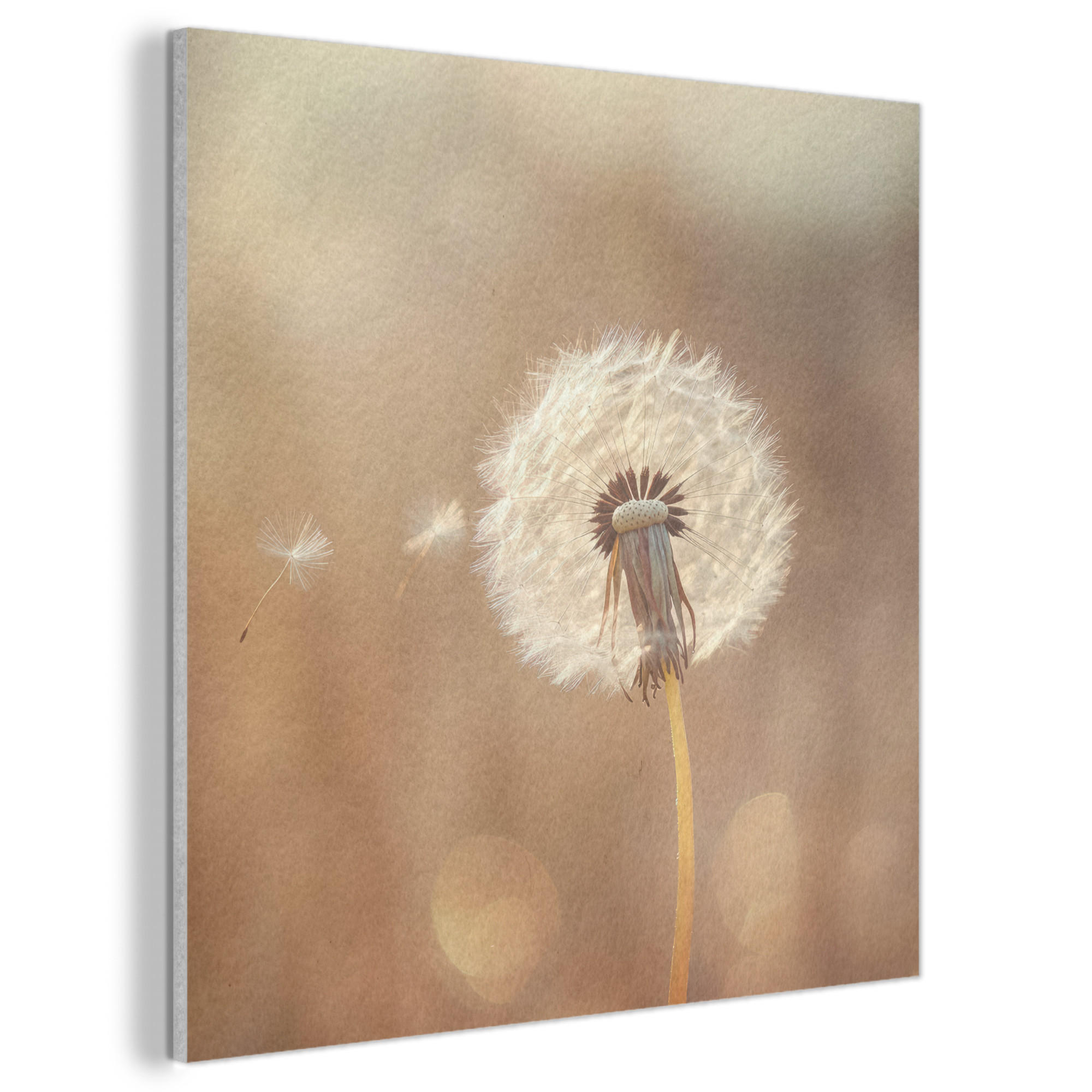 AKUSTIKBILD Löwenzahn - Beige - Natur - Blume Akustikpaneele 90x90 cm - Hellbraun, Kunststoff (90/90/0.9cm) - MuchoWow