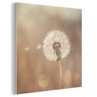 AKUSTIKBILD Löwenzahn - Beige - Natur - Blume Wandbilder 60x60 cm - Hellbraun, Kunststoff (60/60/0.9cm) - MuchoWow