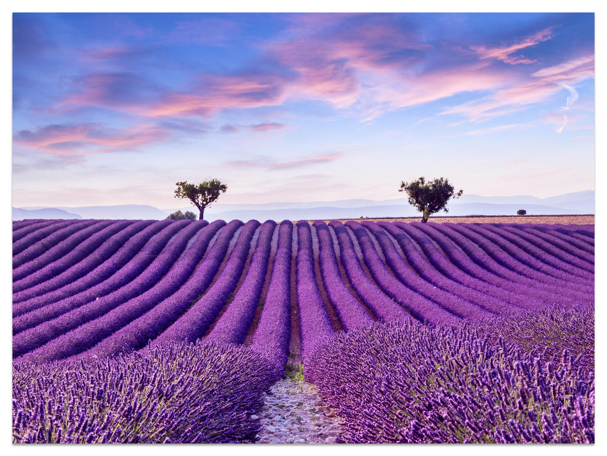FOTOTAPETE für Küche Lavendelfeld Lila Natur Sträucher 500x350 - Blau/Violett, Papier (500/350cm) - Muralo