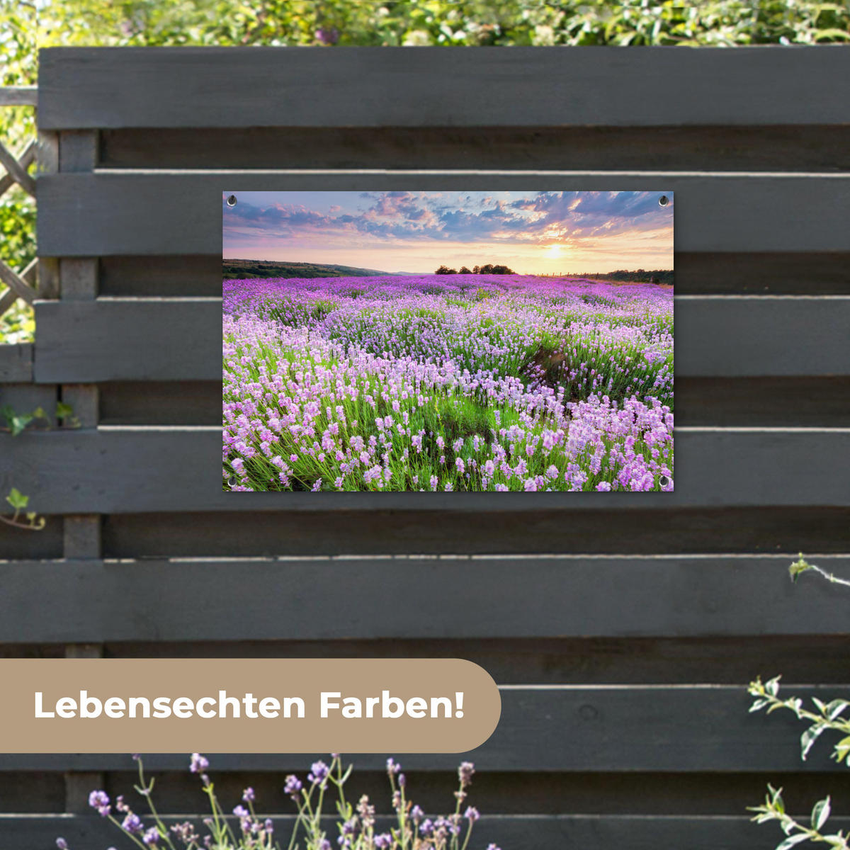 ZAHRADNÍ PLAKÁT Květiny - Levandule - Fialová - Obloha - Západ slunce - Louka - Příroda 90x60 cm - šeříková, plast (90/60/0.2cm) - OnlyWow