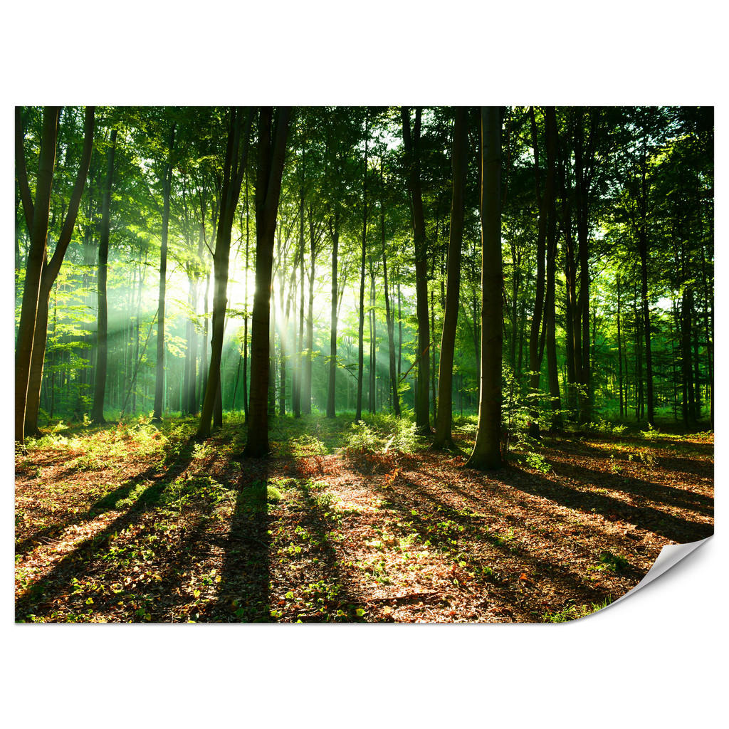 Muralo FOTOTAPETA do Obývacího Pokoje Sluneční Paprsky Les Stromy Listy 200x140