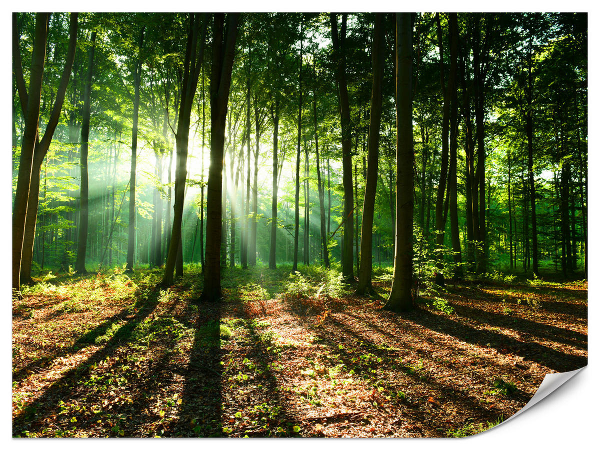 FOTOTAPETE für Wohnzimmer Sonnenstrahlen Wald Bäume Blätter 250x175 - Beige/Braun, Papier (250/175cm) - Muralo