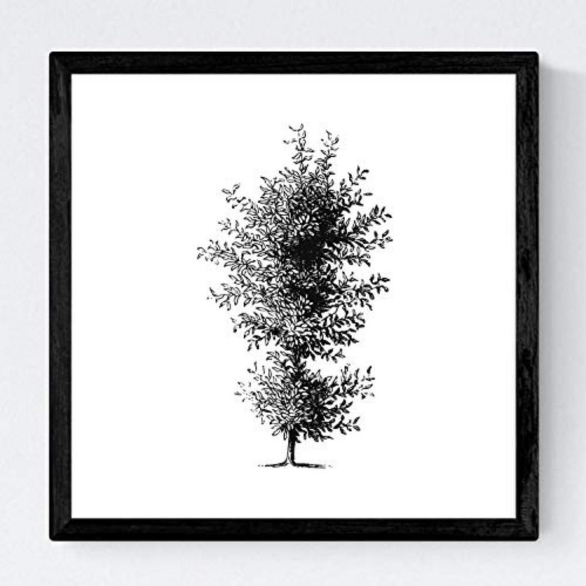 POSTER Set mit 4 Bädern Zierbäume weißer Hintergrund 20x20cm Schwarzer Rahmen - Schwarz, Papier (20/3cm) - Nacnic