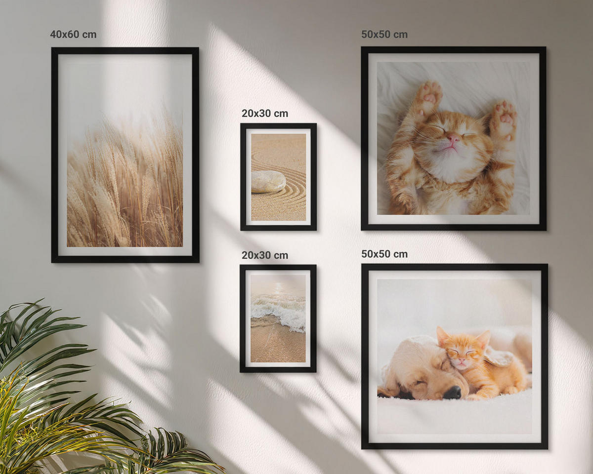 BILDER SET 5er Set - 50x50 cm & 20x30 cm & 40x60 cm Schwarzer Rahmen - Niedliche Tiere, Katzen, Hunde, Strand - Schwarz, Kunststoff (40/60cm) - TULUP