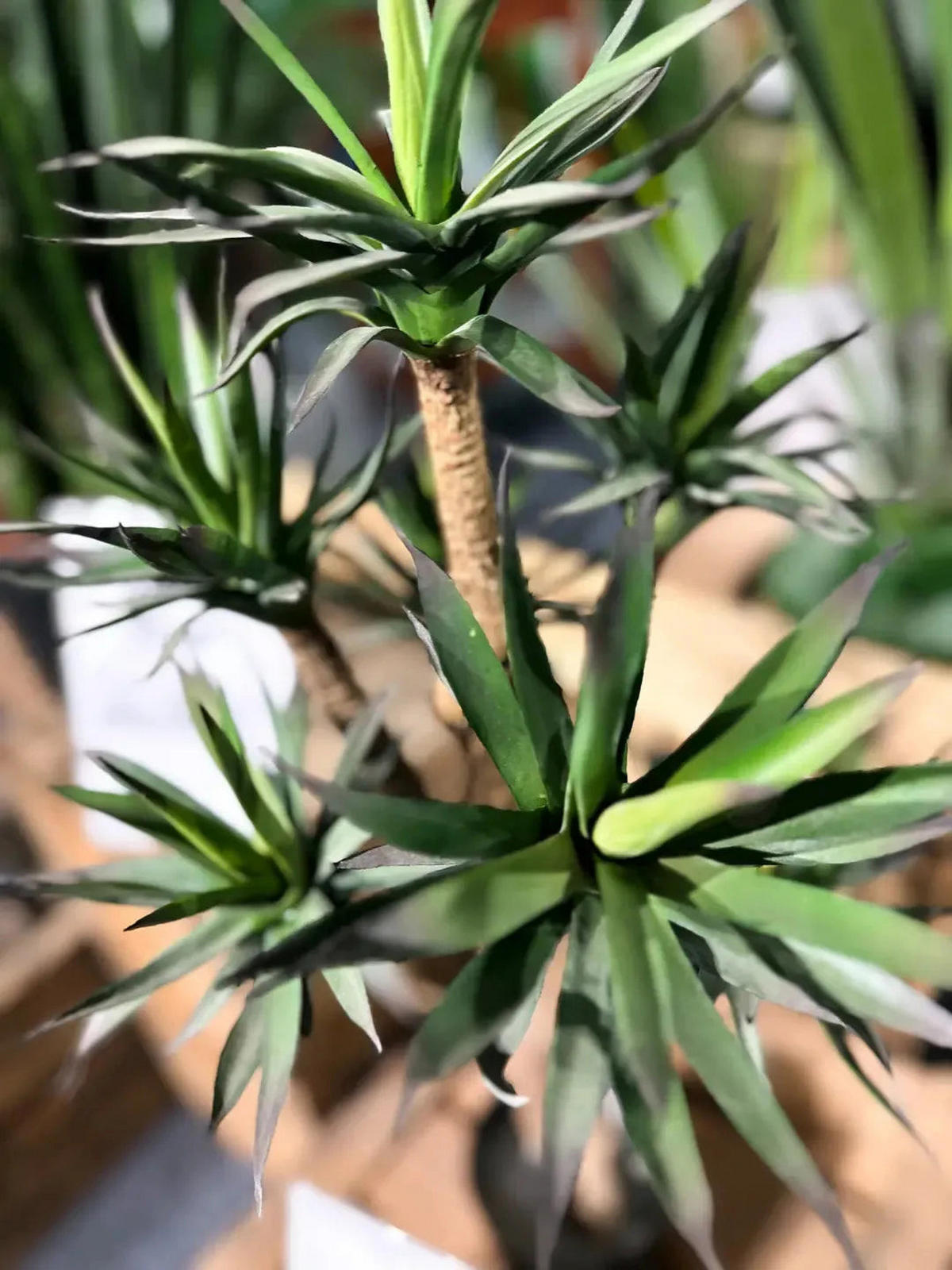 KUNSTBAUM Künstliche Agave - Prince 70 cm - Grün, Kunststoff (70cm) - aplanta