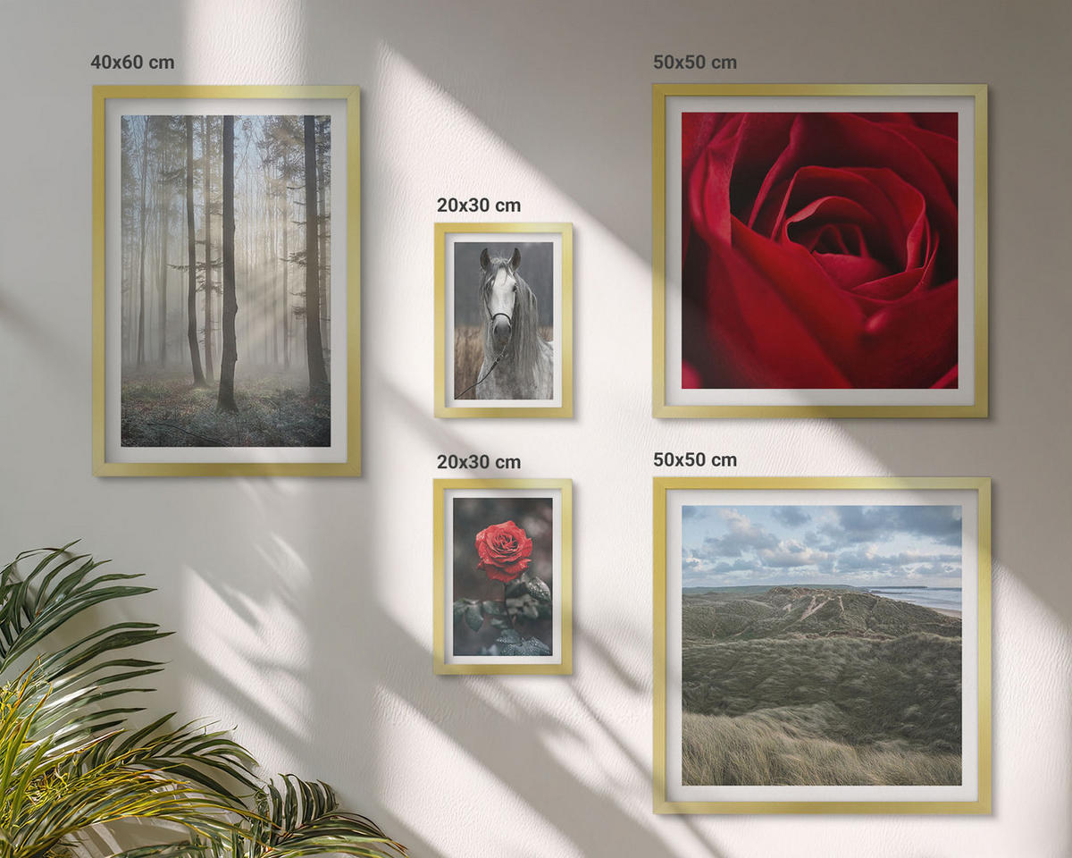 WANDBILDER 5er Set - 50x50 cm & 20x30 cm & 40x60 cm Goldrahmen - Rote Rosen auf pferdegrauem Hintergrund - Goldfarben, Kunststoff (40/60cm) - ArtPrintCave
