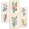 POSTER Set Mit 6 Wildblume Größe A3 & A4 Rahmen aus hellem Holz - Beige, Papier (29.7/1cm) - Nacnic
