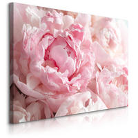 LEINWANDBILD Pfingstrosen Blumen 3D Pflanzen Natur 90x60 - Weiß/Rosa, Textil (90/60cm) - Muralo