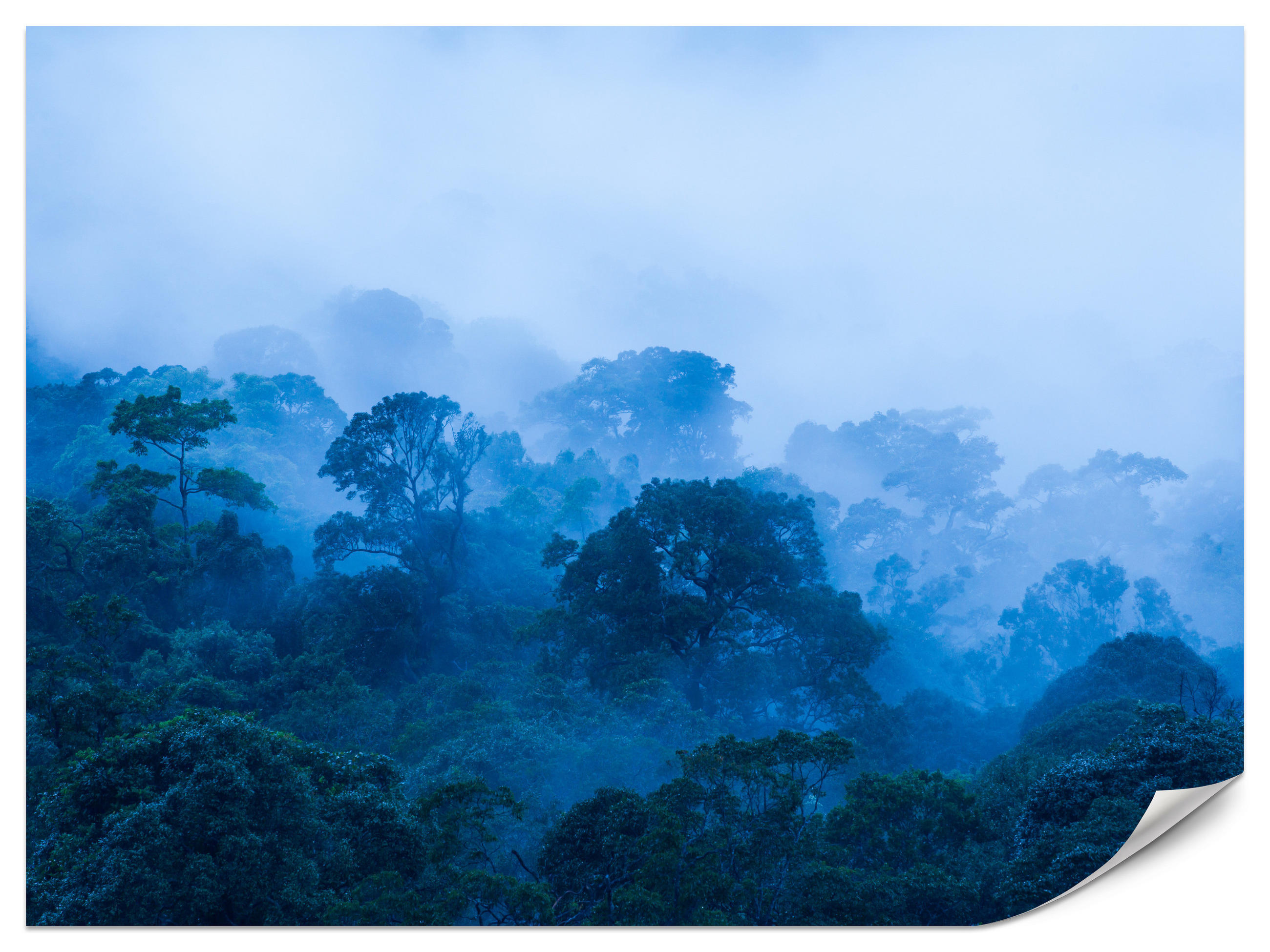 FOTOTAPETE für Wohnzimmer Tropischer Laubwald Nebel Dschungel 350x256 - Schwarz, Papier (350/256cm) - Muralo
