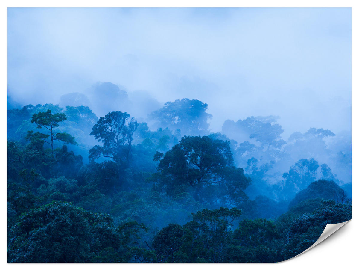 FOTOTAPETE für Wohnzimmer Tropischer Laubwald Nebel Dschungel 350x256 - Schwarz, Papier (350/256cm) - Muralo