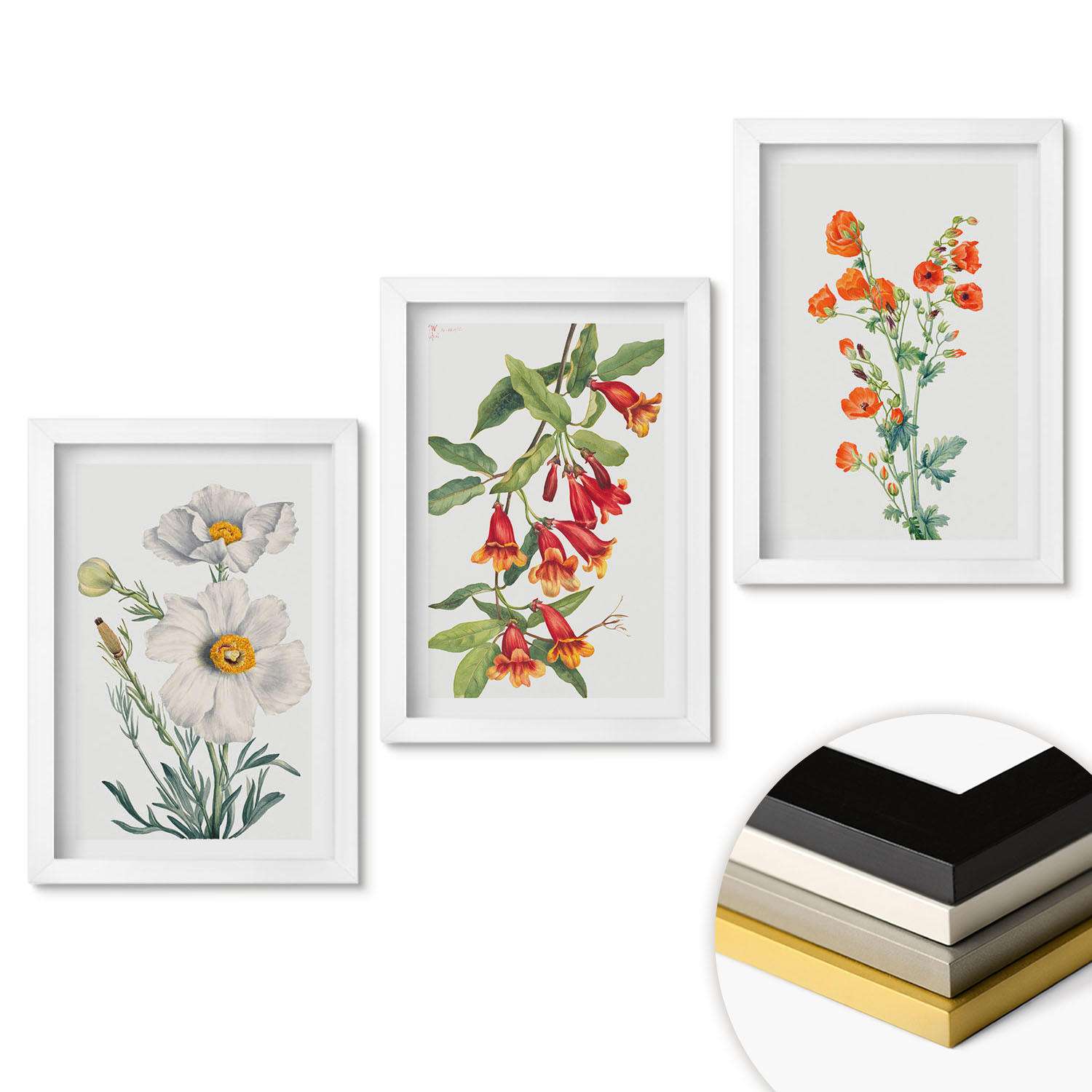 WANDBILDER 3er-Set - 20x30 cm Weißer Rahmen - Retro-Blumenarrangements - Weiß, Kunststoff (20/30cm) - ArtPrintCave