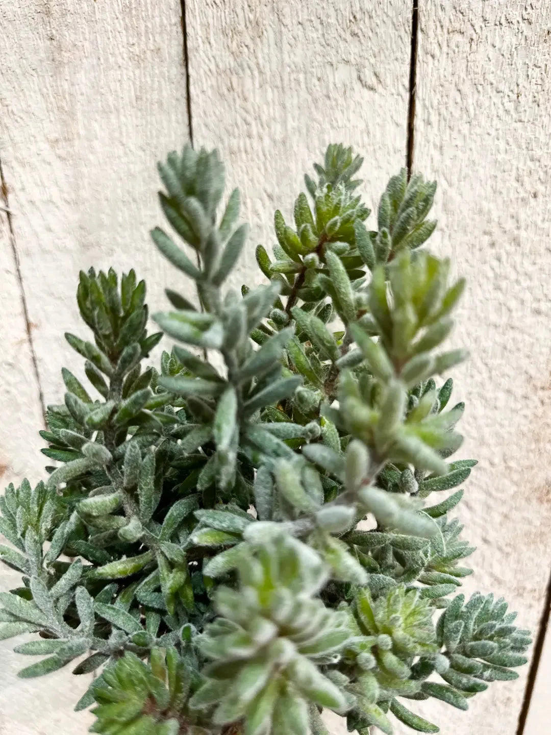SEDUMS Künstliche Sedum - Helin 20 cm - Multicolor, Kunststoff (20cm) - aplanta