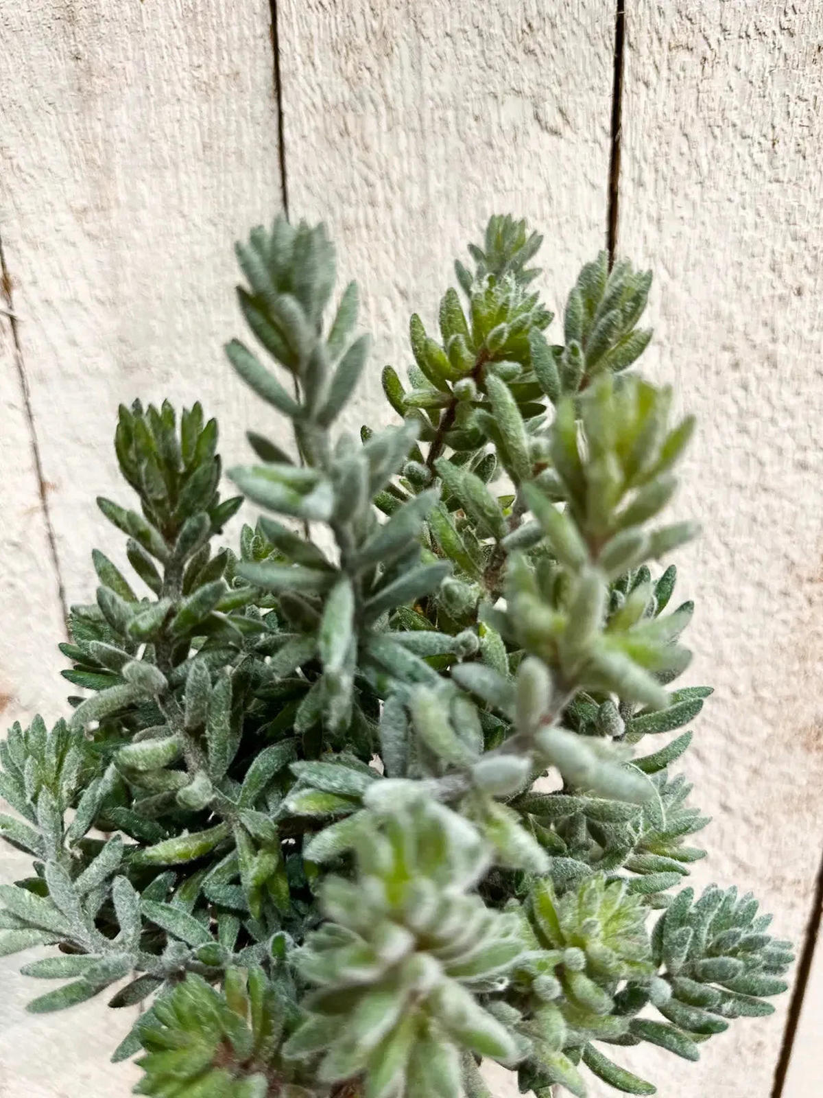 SEDUMS Künstliche Sedum - Helin 20 cm - Multicolor, Kunststoff (20cm) - aplanta