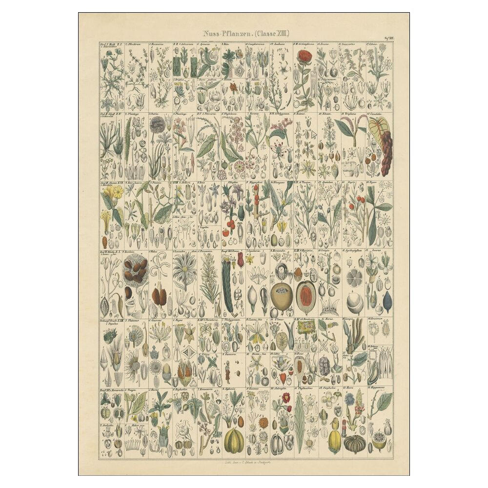 POSTER Wild Apple - Flora Chart II - Grün, Papier (70/100/0.1cm) - Poster&Frame