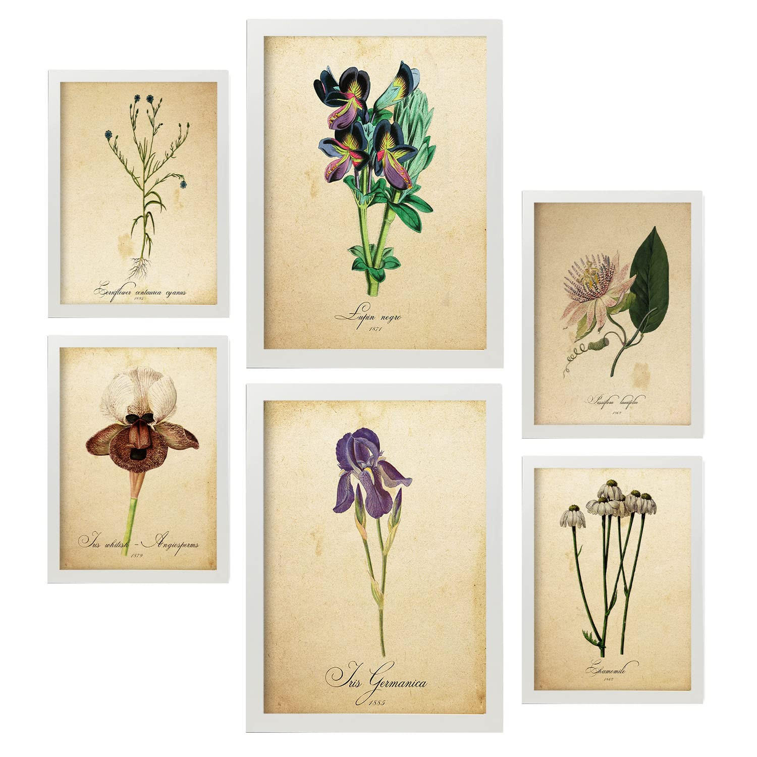 POSTER Set Mit 6 Vintage Blumen Sammlung A3 & A4 Weißer Rahmen - Weiß, Papier (29/3cm) - Nacnic