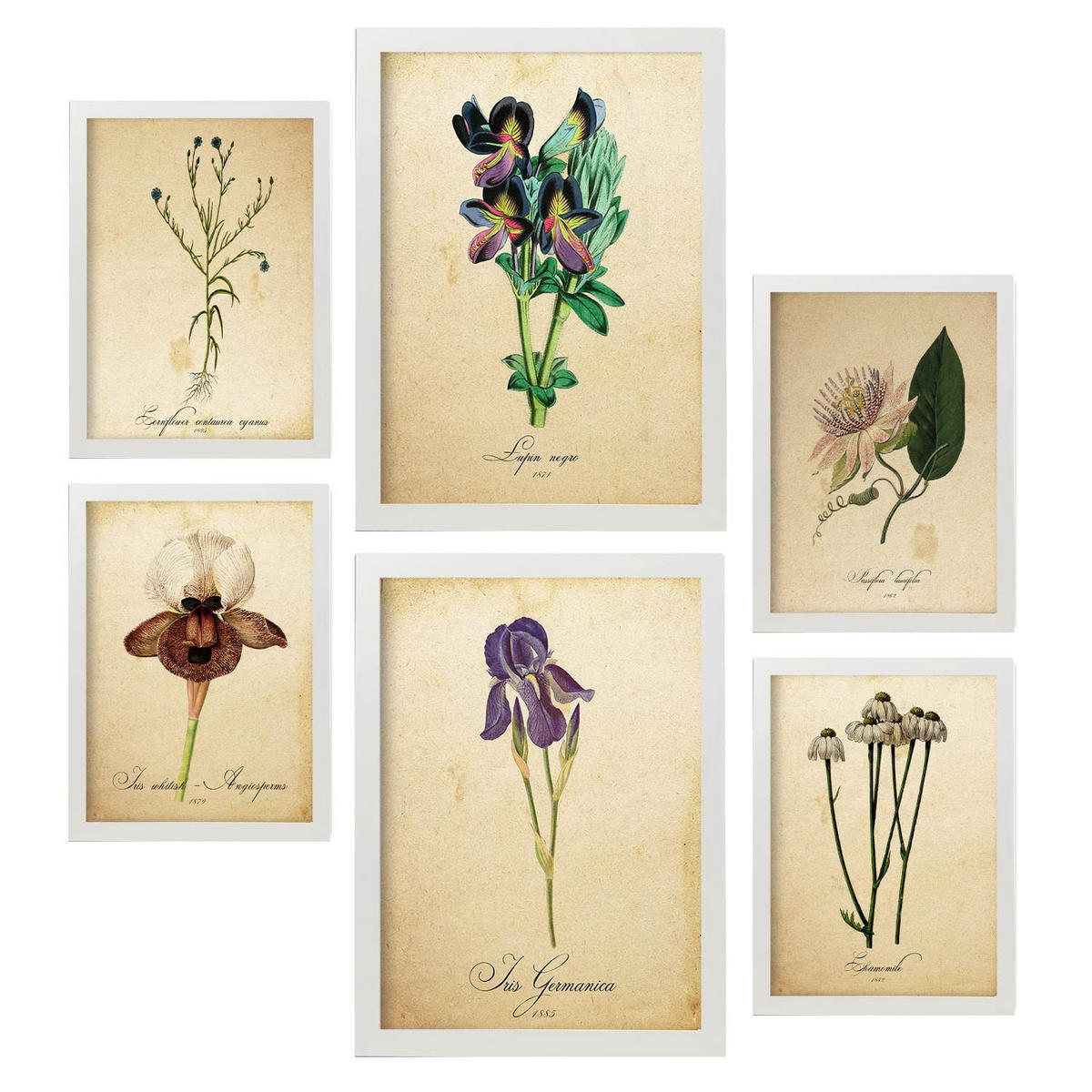 POSTER Set Mit 6 Vintage Blumen Sammlung A3 & A4 Weißer Rahmen - Weiß, Papier (29/3cm) - Nacnic