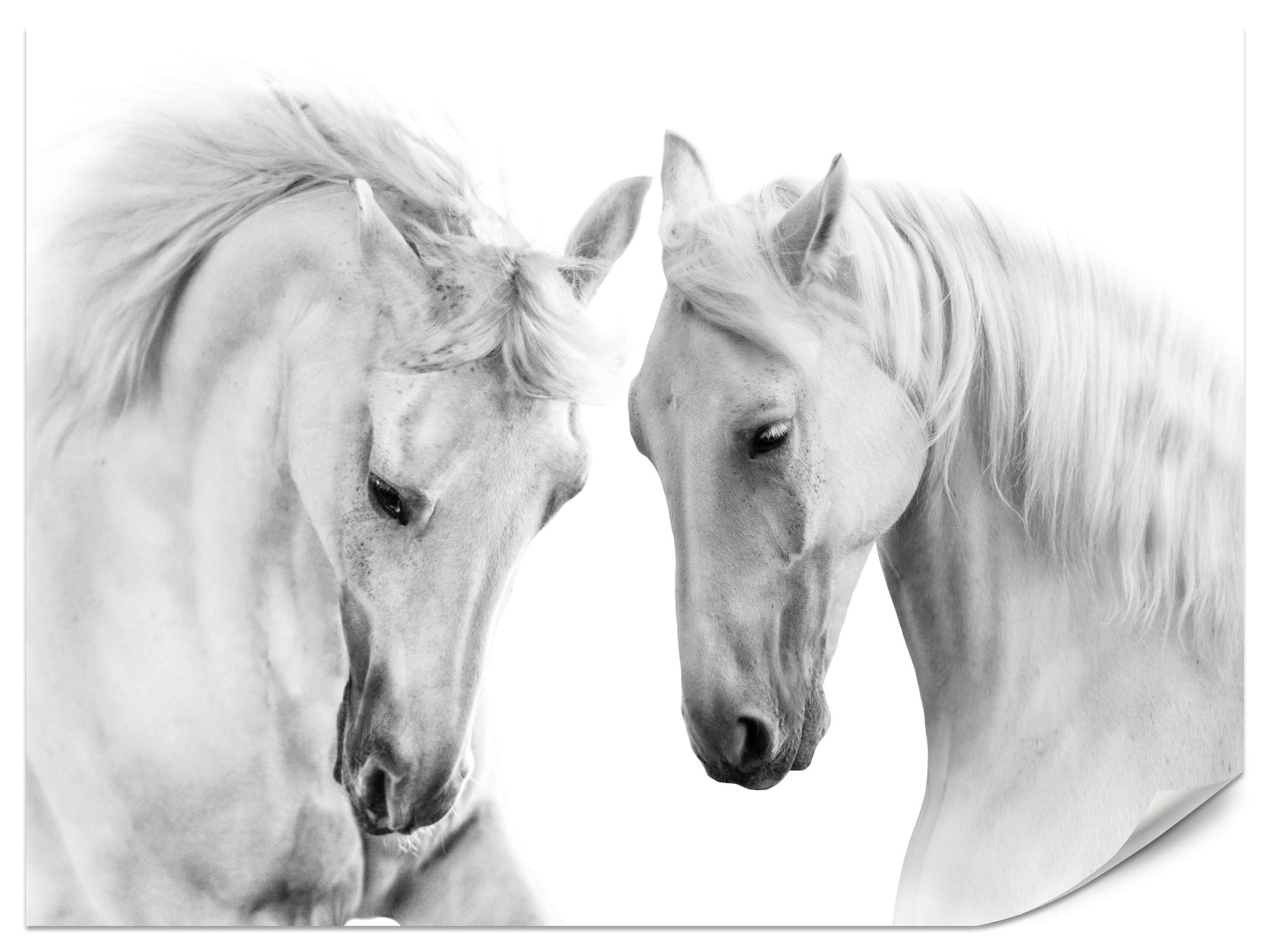 FOTOTAPETE für Schlafzimmer Weiße Pferde Grauer Hintergrund Eleganz Tierwelt 450x315 - Weiß/Grau, Papier (450/315cm) - Muralo