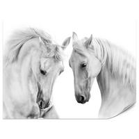 FOTOTAPETE für Schlafzimmer Weiße Pferde Grauer Hintergrund Eleganz Tierwelt 450x315 - Weiß/Grau, Papier (450/315cm) - Muralo