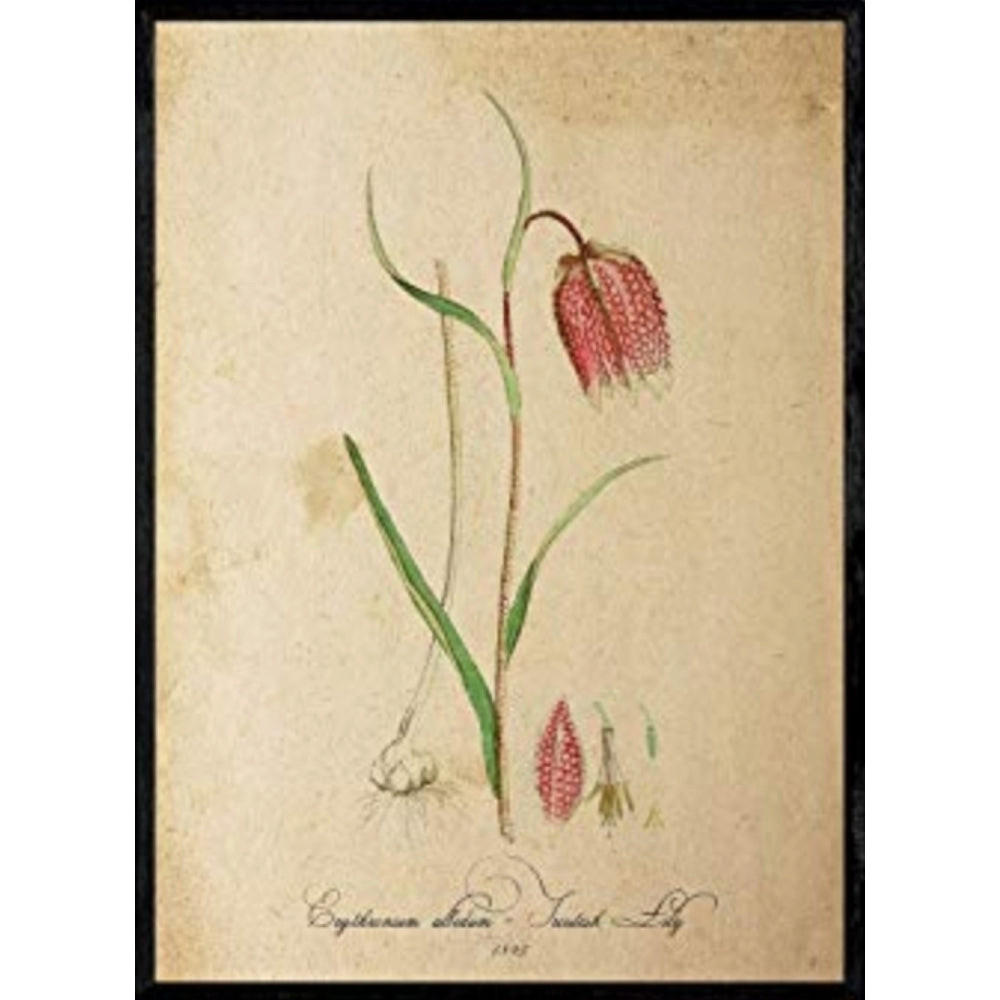 POSTER Forellenlilie. A4 Schwarzer Rahmen - Schwarz, Papier (29.7/5/21cm) - Nacnic