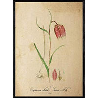 POSTER Forellenlilie. A4 Schwarzer Rahmen - Schwarz, Papier (29.7/5/21cm) - Nacnic