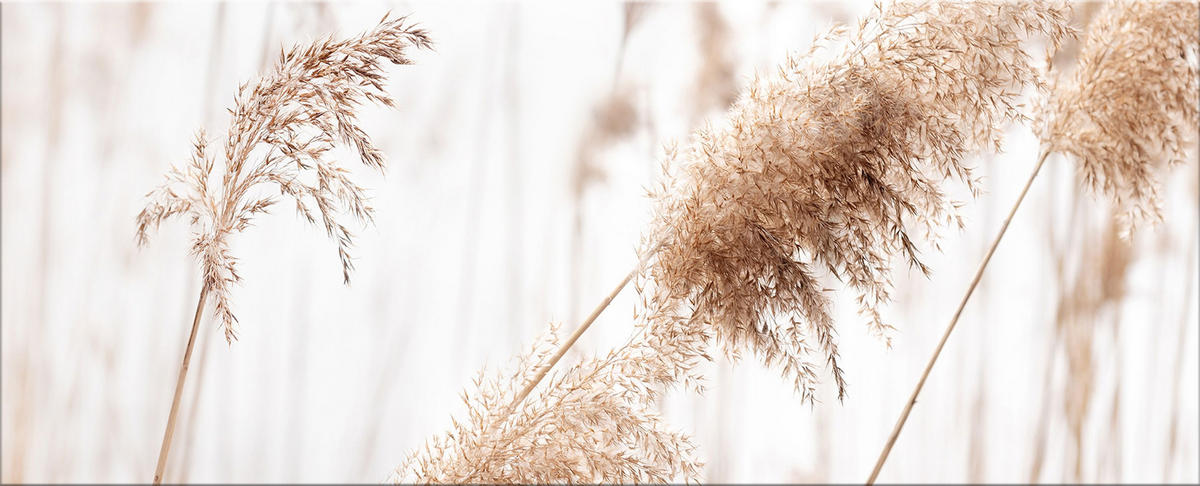 GLASBILD 125x50 cm Pampasgras beige weiß - Beige, Glas (125/50cm) - artissimo