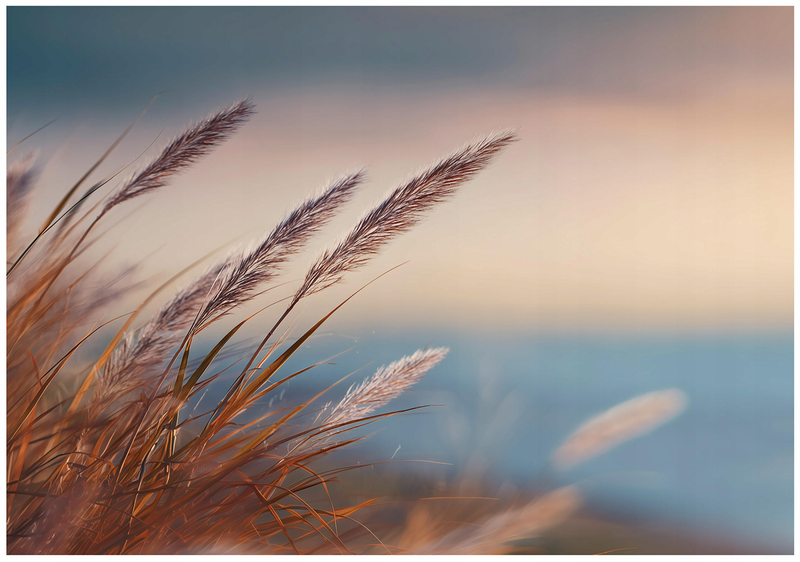 FOTOTAPETE Gras Natur Beige 150x105 cm - Multicolor, Papier (150/105cm) - Wallarena