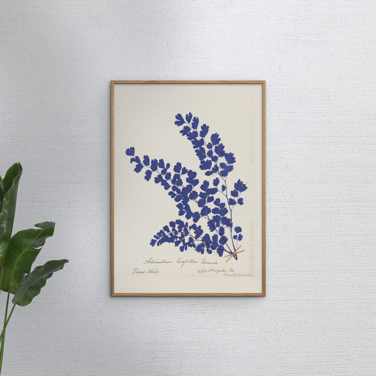 POSTER mit Rahmen Wild Apple - Botanical Fern III Blue - Blau/Eichefarben, Holz/Papier (50/70cm) - Poster&Frame