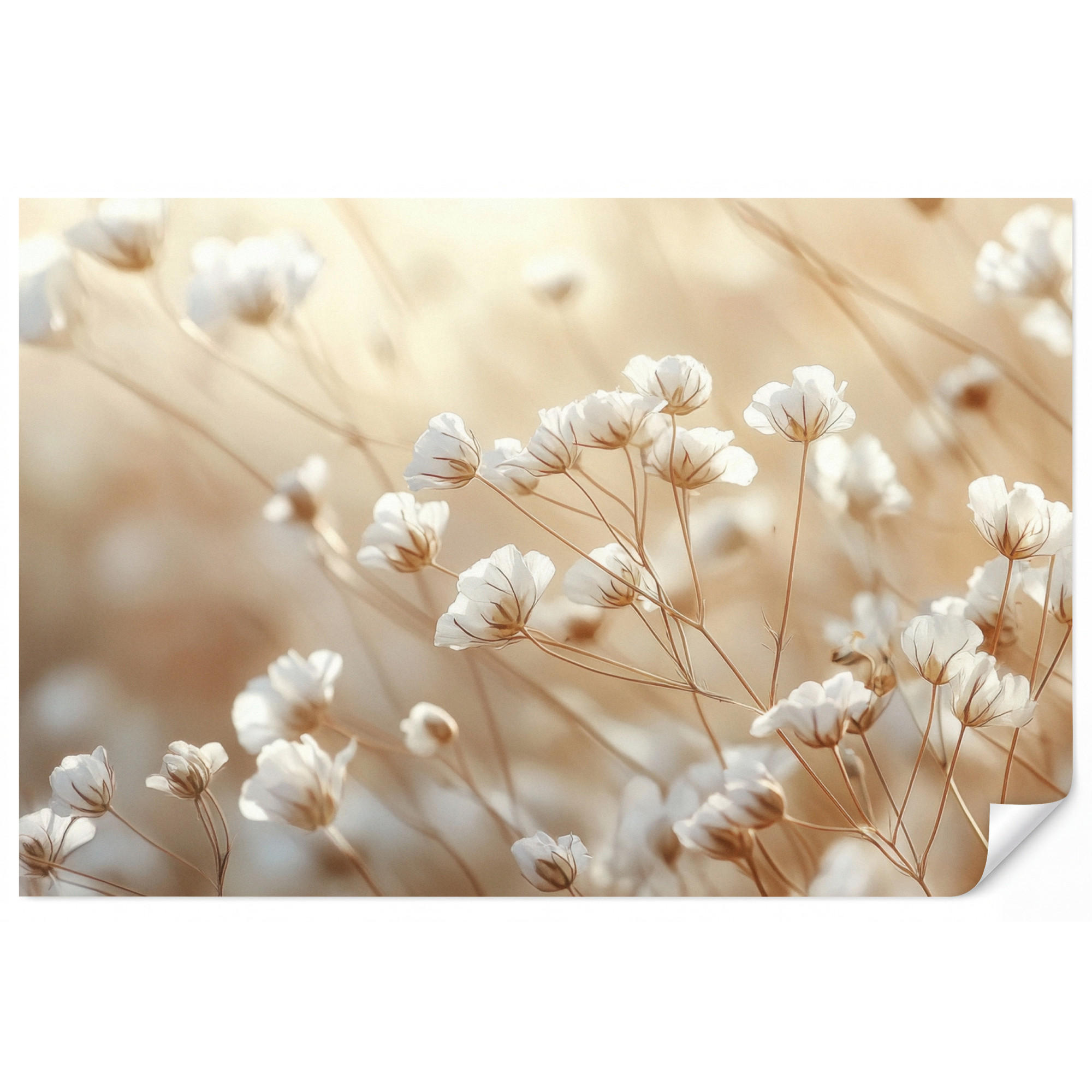 OnlyWow Tapete Creme 350x220 cm