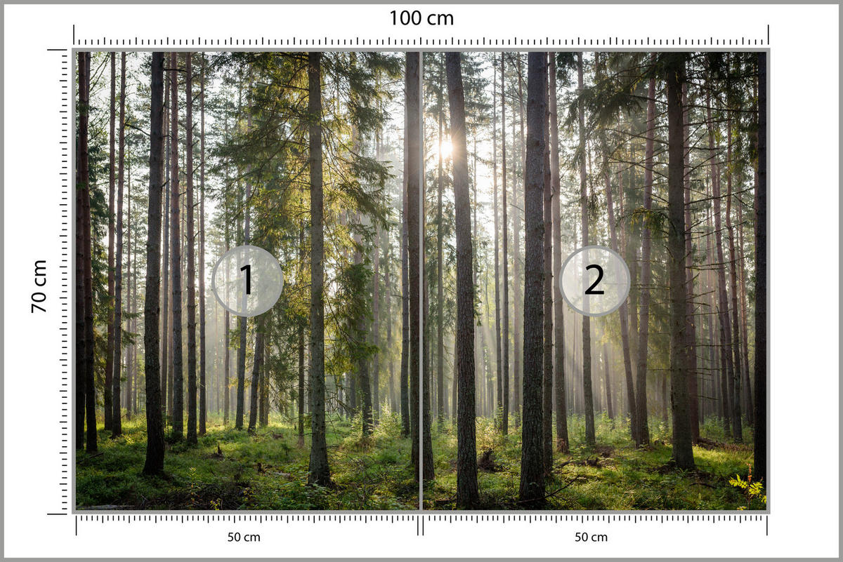 FOTOTAPETE für Wohnzimmer WALD Sonnenaufgang Moos Bäume Grün 100x70 - Braun/Grau, Papier (100/70cm) - Muralo