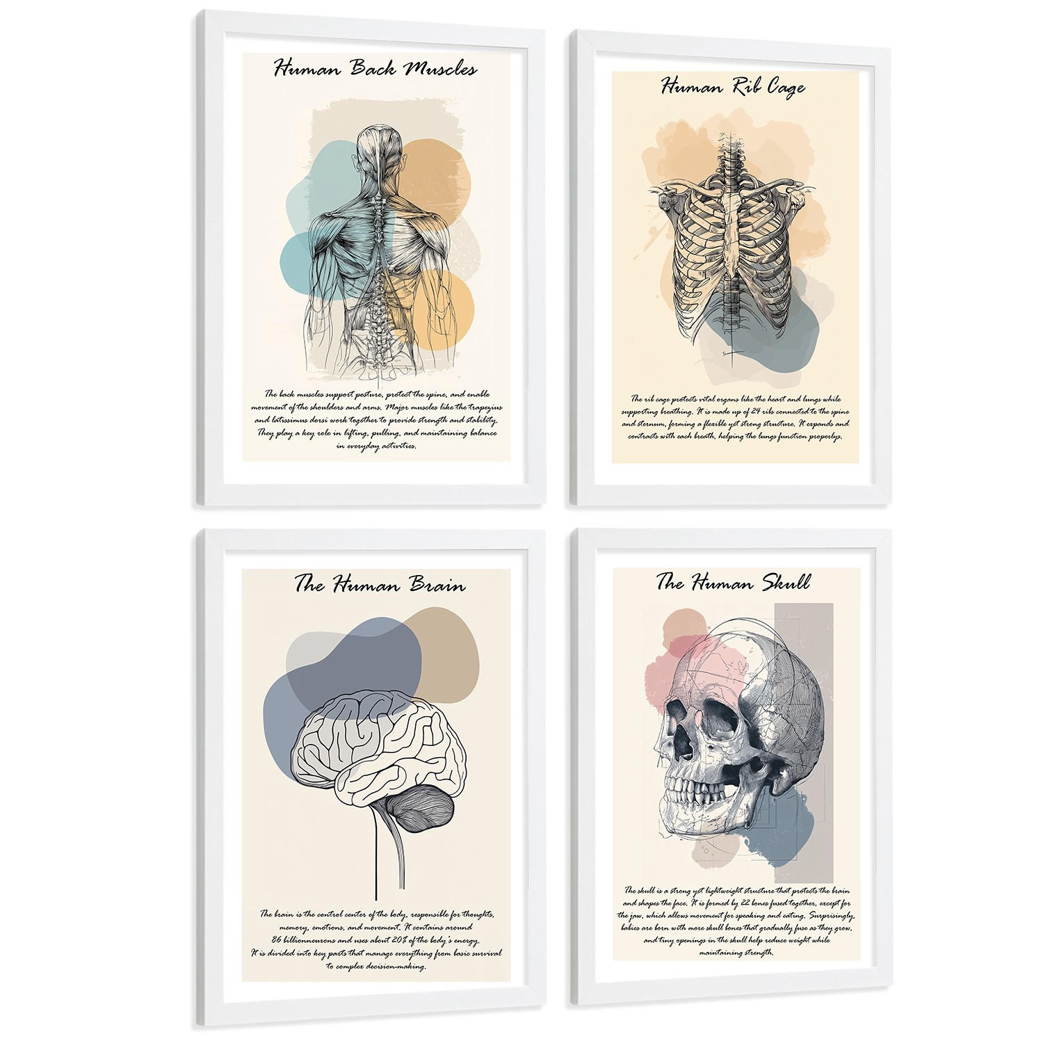 POSTER Set aus 4 Anatomie Mensch Lernposter Drucke und Wandbilder mit Muskeln Rücken Rippen Gehirn und Schädel Modernes Design Größe Weißer Rahmen A4 - Weiß, Papier (21/29.7/3cm) - Nacnic