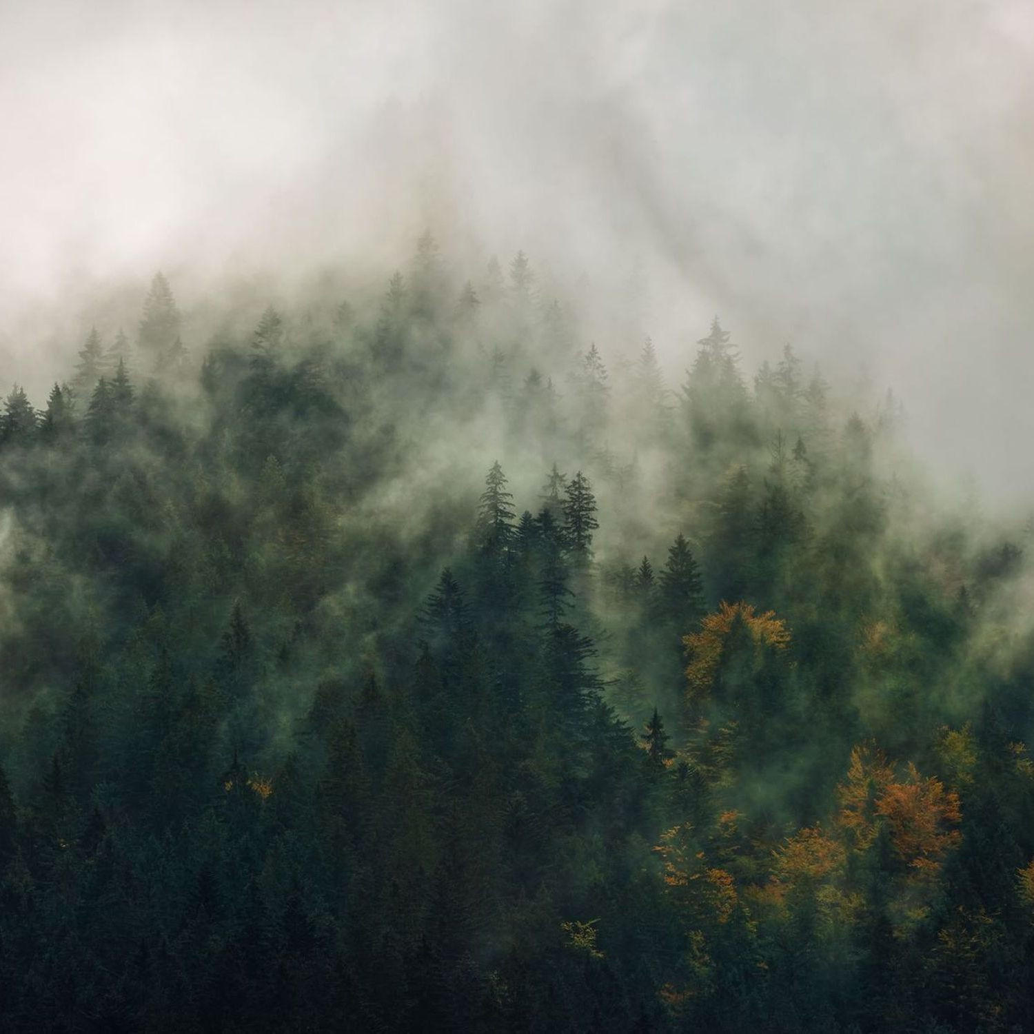 FOTOTAPETE Landschaft 300 x 250 cm - Grün, Papier (300/250cm) - Sanders & Sanders