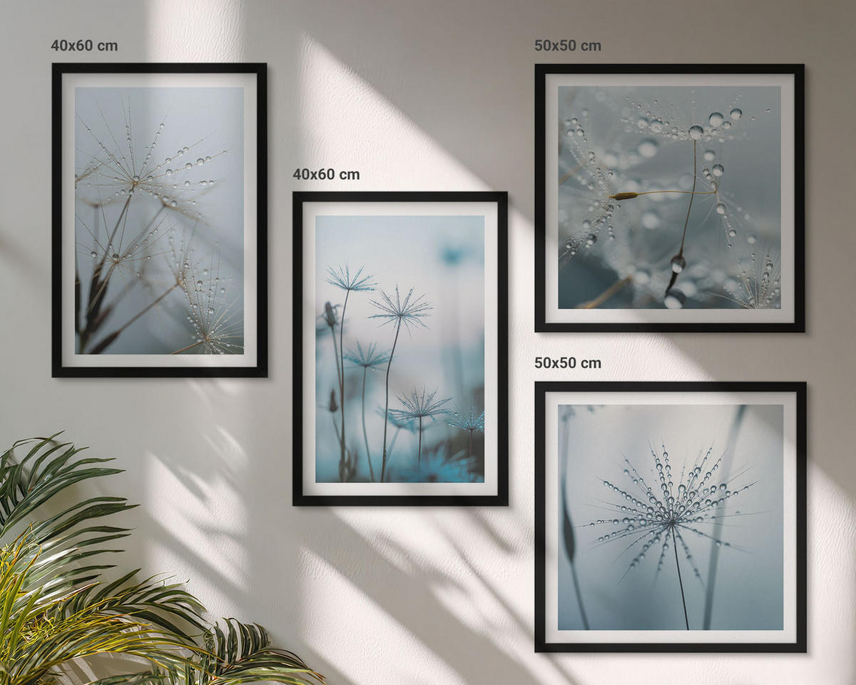 BILDER SET 4er Set - 50x50 cm & 40x60 cm Schwarzer Rahmen - Löwenzahn-Wassertropfen - Schwarz, Kunststoff (50/50cm) - TULUP