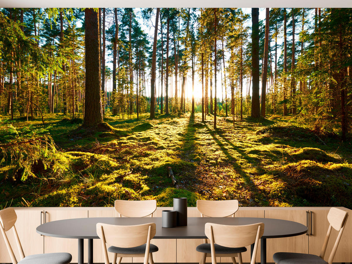 FOTOTAPETE für Küche Sonnenaufgang WALD Moss Bäume Sonnenstrahl 500x350 - Gelb/Braun, Papier (500/350cm) - Muralo