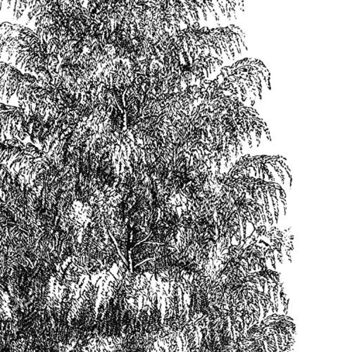 POSTER Set mit 4 Blättern der Baumstamm in halber weiß 30x30 cm Rahmenlos - Klar, Papier (30/3cm) - Nacnic