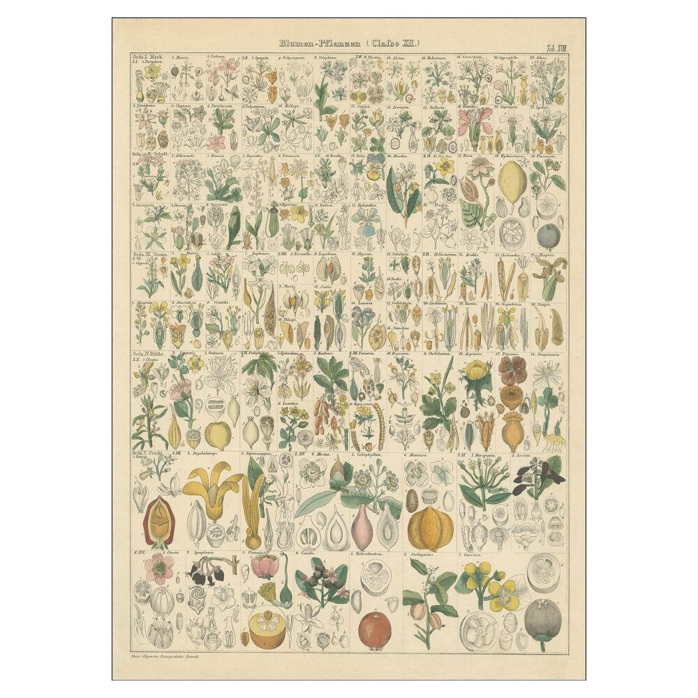 POSTER Wild Apple - Flora Chart I - Grün, Papier (50/70/0.1cm) - Poster&Frame