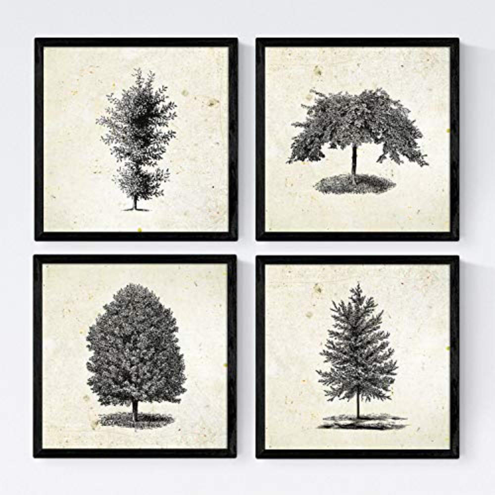 POSTER Set mit 4 Blättern der Bäume Zierbäume Jahrgang Hintergrund 30x30 cm Rahmenlos - Klar, Papier (30/3cm) - Nacnic