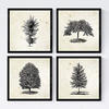 POSTER Set mit 4 Blättern der Bäume Zierbäume Jahrgang Hintergrund 20x20cm Rahmenlos - Klar, Papier (20/3cm) - Nacnic