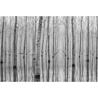 FOTOTAPETE Bäume 375 x 270 cm - Schwarz, Papier (375/270cm) - Sanders & Sanders