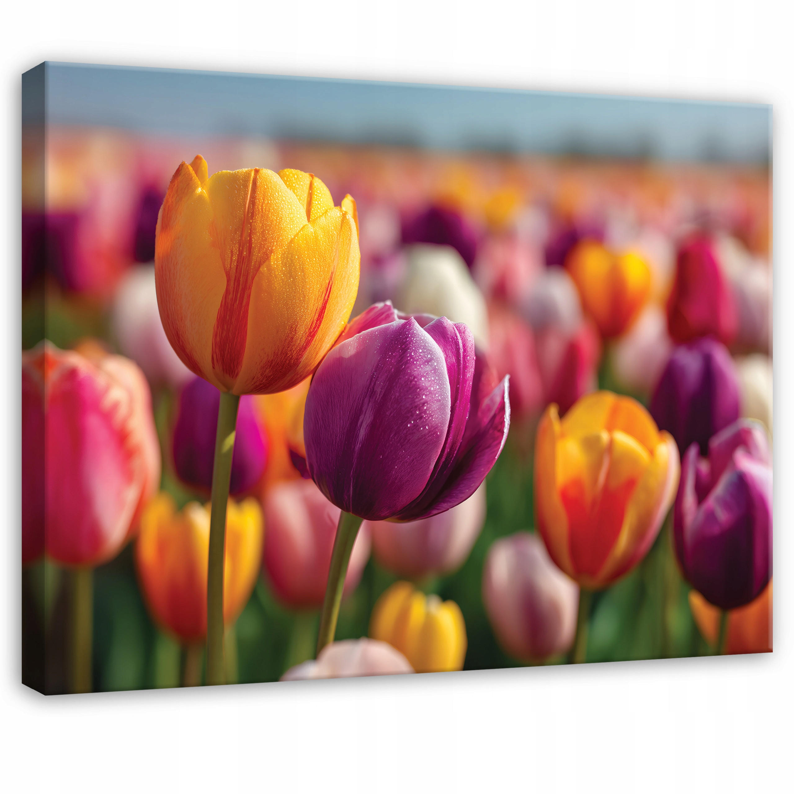 LEINWANDBILD Blumen Tulpen Bunt 100x70 cm - Multicolor, Holzwerkstoff (100/70cm) - Wallarena