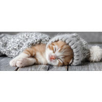 GLASBILD 30x80 cm Katze beige - Beige, Glas (80/30cm) - artissimo