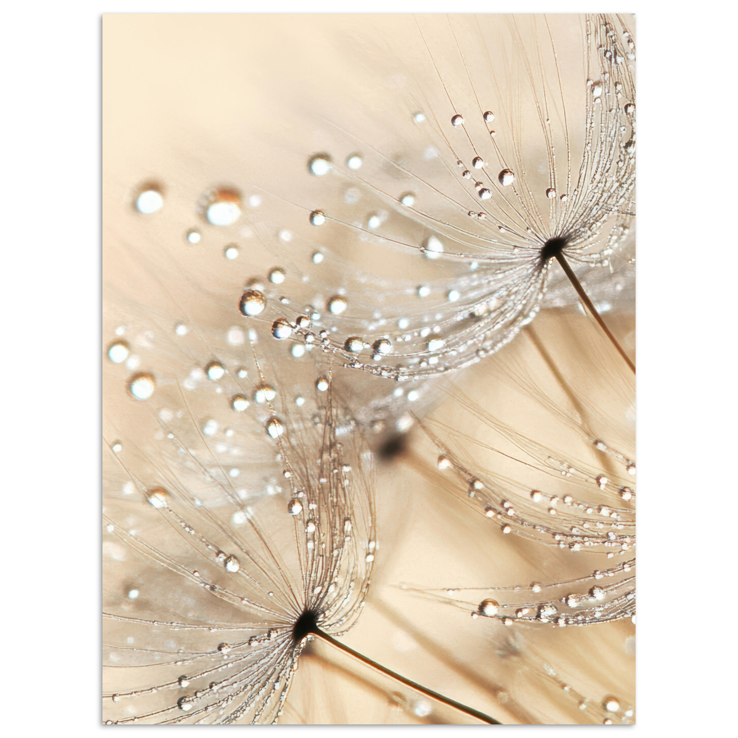 POSTER Löwenzahn - Abstrakt - Natur - Beige 30x40 cm - Braun, Papier (30/40/0.1cm) - MuchoWow